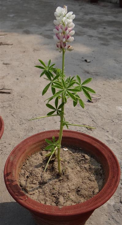 Lupinus hartwegii or L